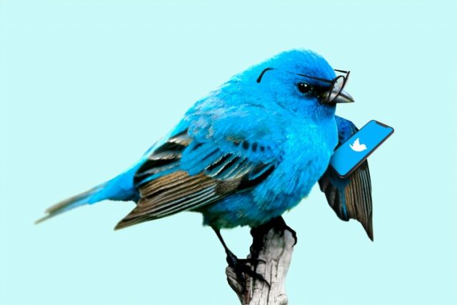 Twitterをやる鳥