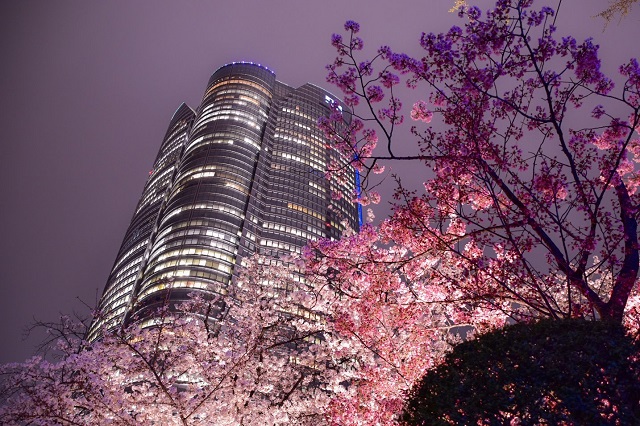 六本木ヒルズと桜
