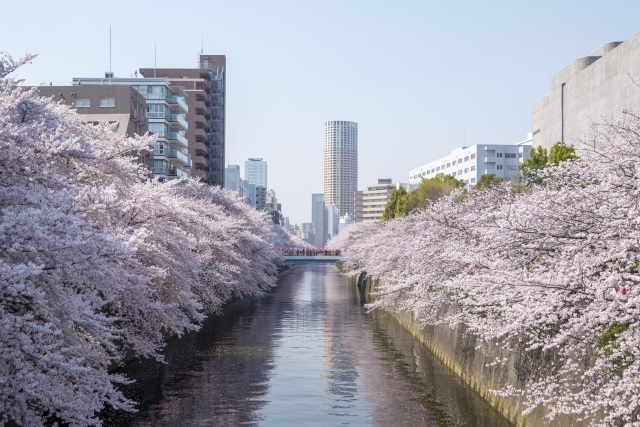 目黒川と桜